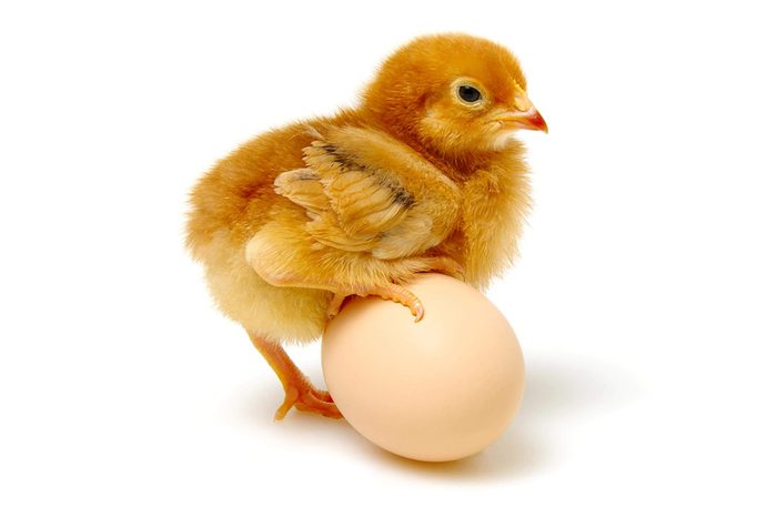 brown egg and chicken isolated on a white background