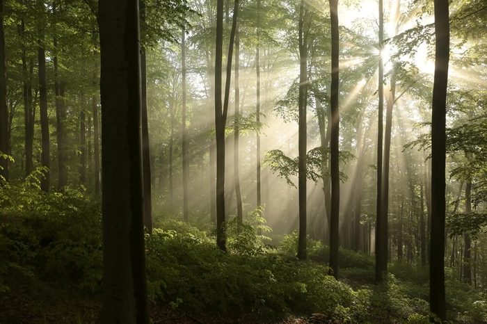 Sunrise in the spring beech forest after rainfall.
