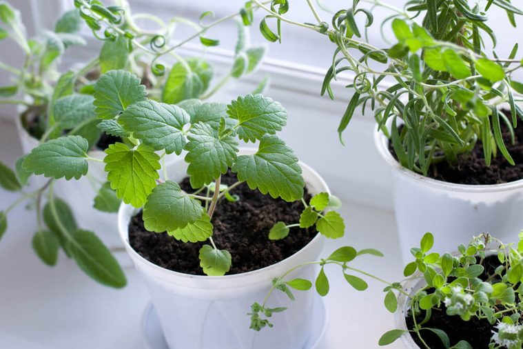 Herbs on the window