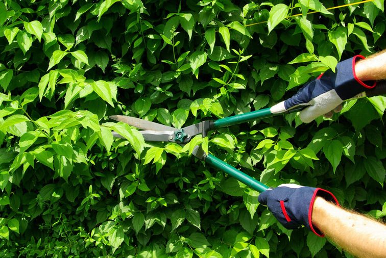 cut a hedge