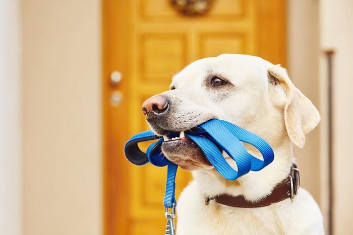 Labrador retriever with leash is waiting for walk.