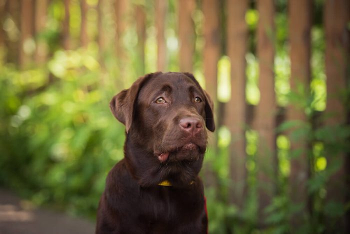 dog portrait