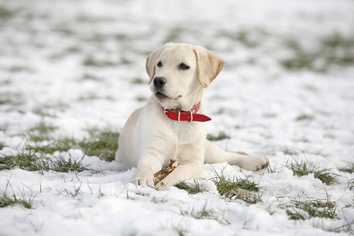 White Labrador retriever puppy on snow