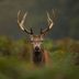 15 Innocent-Looking Animals That Are Surprisingly Dangerous