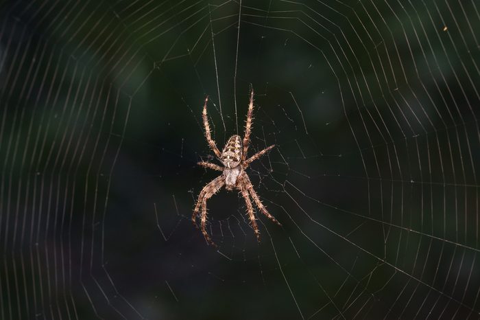 Spider garden-spider (lat. Araneus) kind araneomorph spiders of the family of Orb-web spiders (Araneidae) on web
