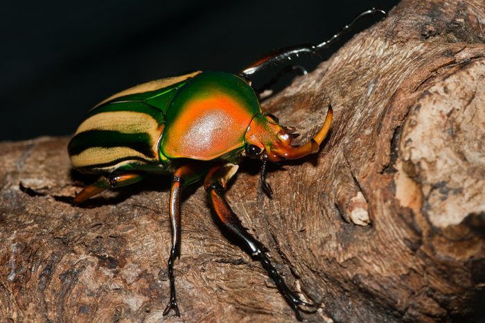 beetle_weird experiments