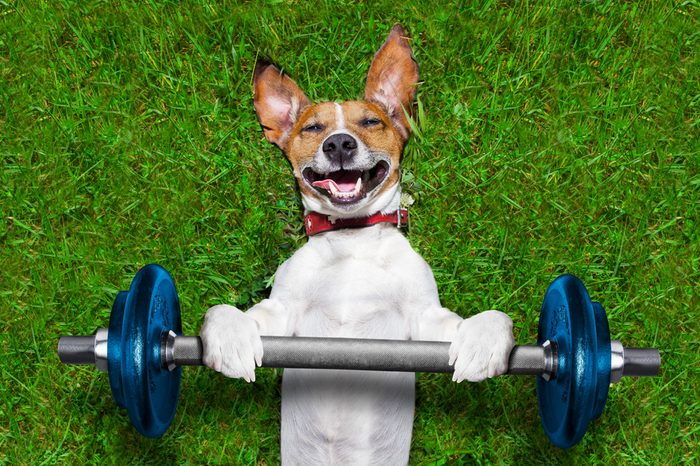 strong dogs_weird experiments
