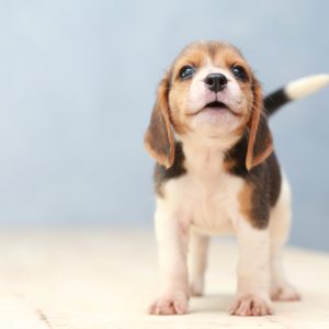 small cute beagle puppy dog looking up