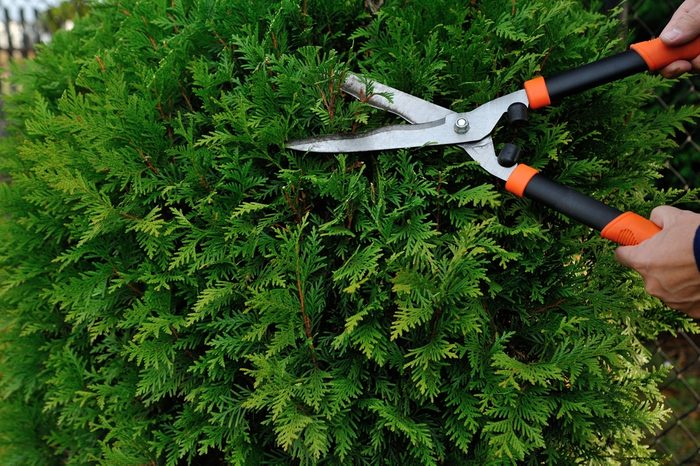 Pruning bushes in the garden. Autumnal garden work.