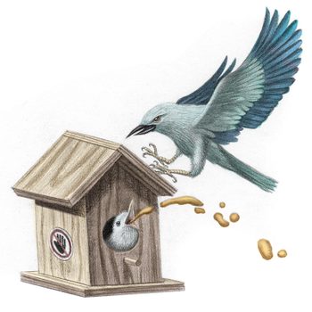 Bird vomits by birdhouse as another bird flies above, showing a "no hands" sign on the structure.