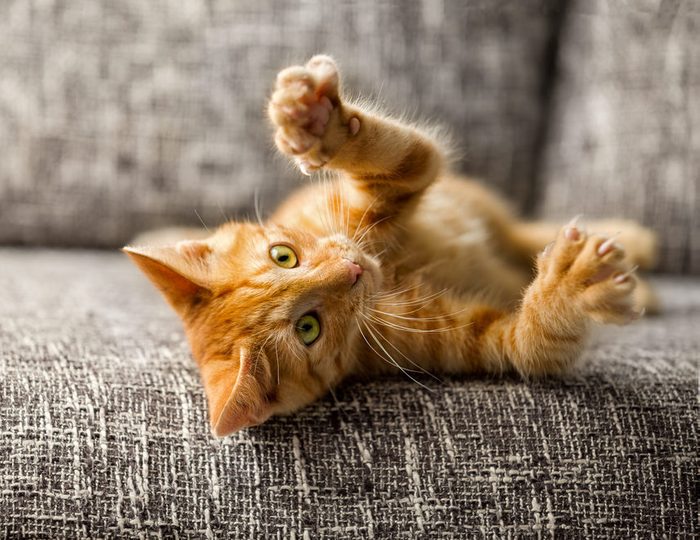 Little cat playing on the bed