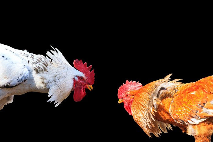 Two bird rivals are isolated on a black background
