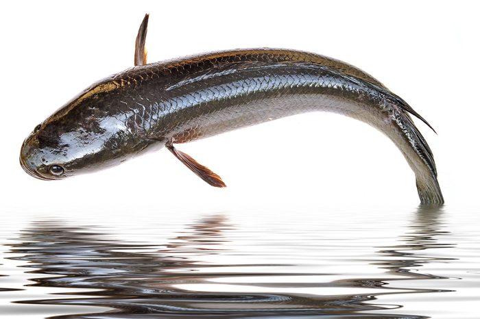 Giant snakehead fish jumping from water