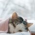 12 Dangerous Mistakes Cat Owners Should Never Make
