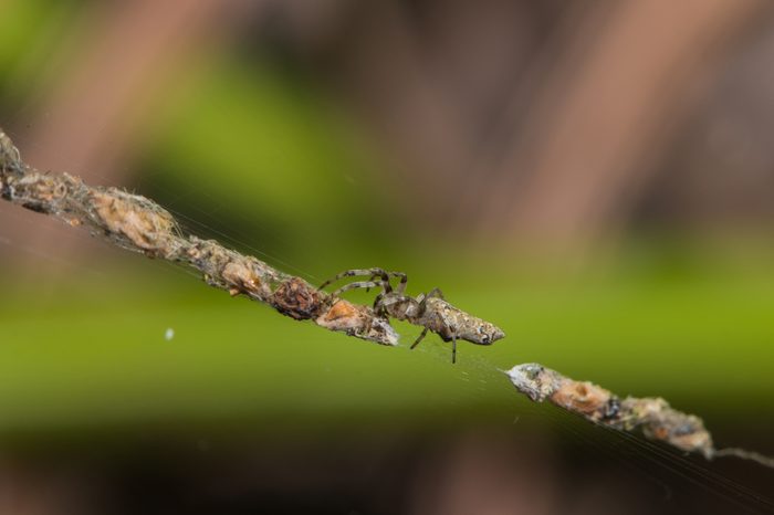 trashline orbweaver spider wrapping its preys and prey remain in silk threads