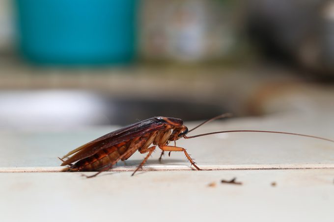 Dying cockroach Blattodea crawling around the kitchen, isolated,