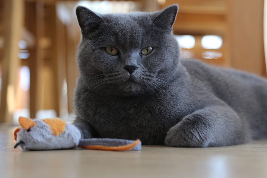 British shorthair cat lying on living room fllor with toy mouse, low angle view