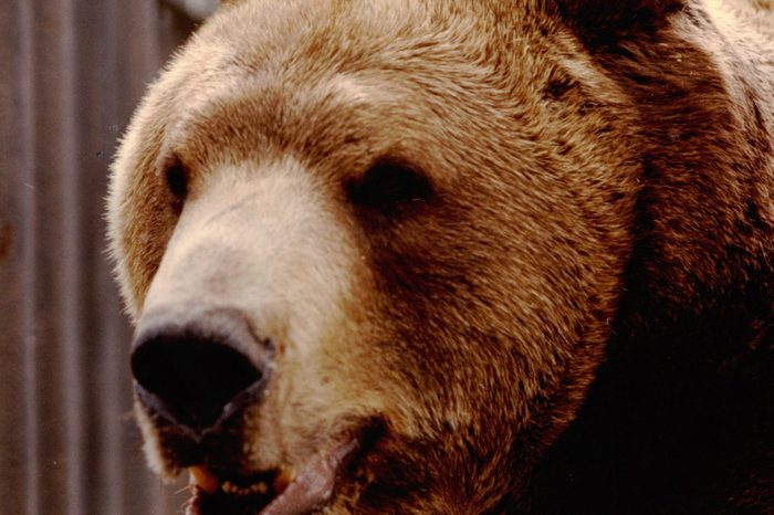 Grizzly Bear