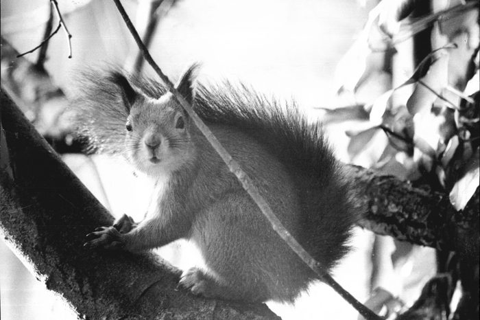 Squirrel Up A Tree