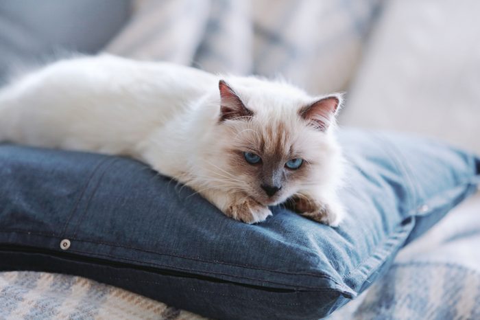 Color-point cat lying on a sofa in living room, close up