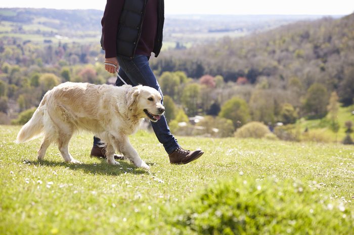 Close Up Of Golden Retriever On Walk In Countryside