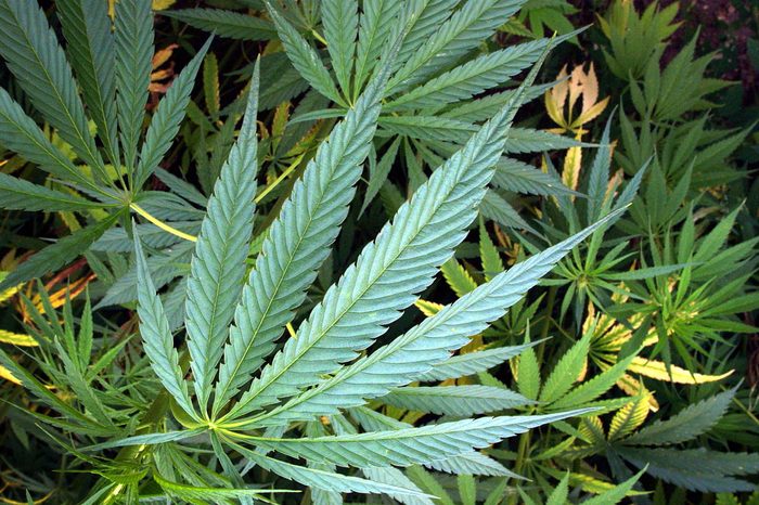 hemp plant