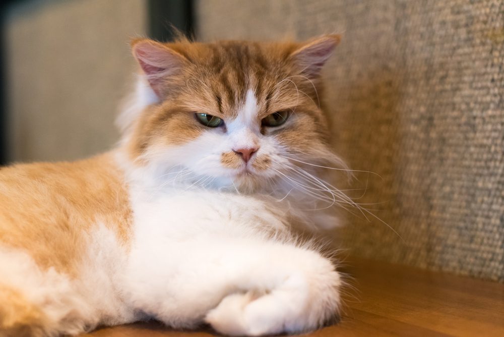 Moody ragdoll cat with angry look