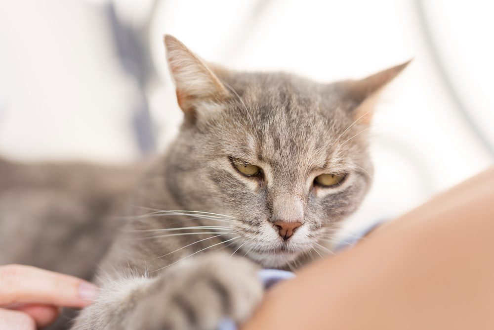 Top view of a furry tabby cat lying on its owner's lap, enjoying being cuddled and purring. 