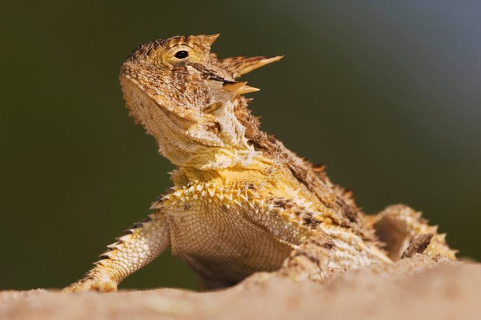 Texas Horned Lizard, Phrynosoma cornutum, adult, Willacy County, Rio Grande Valley, Texas, USA, June