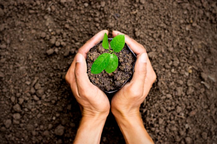 Two hands of the men was carrying a bag of potting seedlings to be planted into the soil.