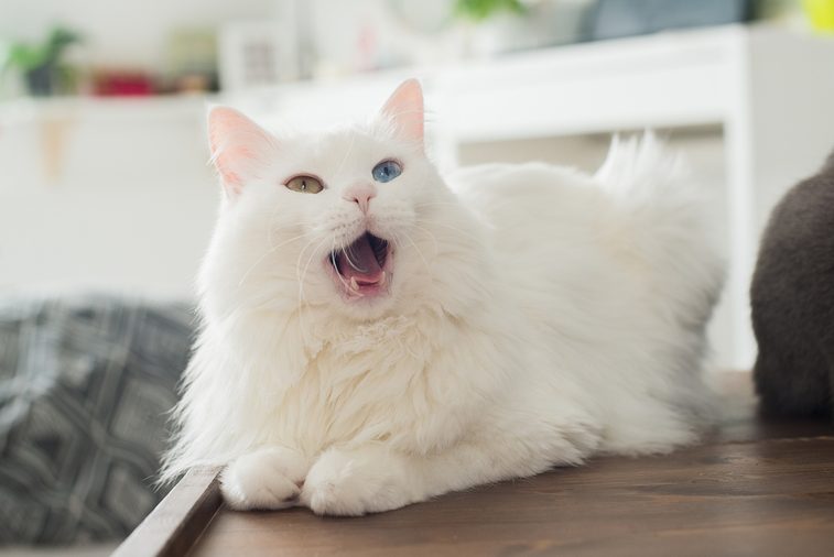 White fluffy cat with multicolored eyes sitting and meows