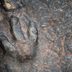 13 Dinosaur "Facts" Scientists Wish You'd Stop Believing