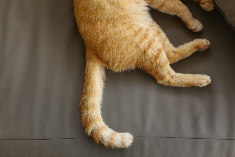 Cat tail on the sofa