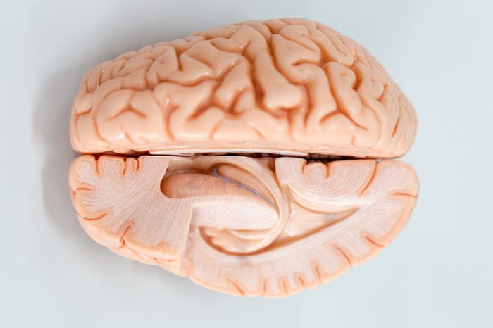 Human brain model for education in laboratory.