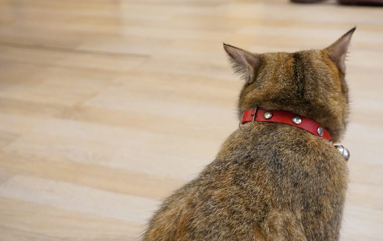 Tabby cat turn back and sitting wooden floor
