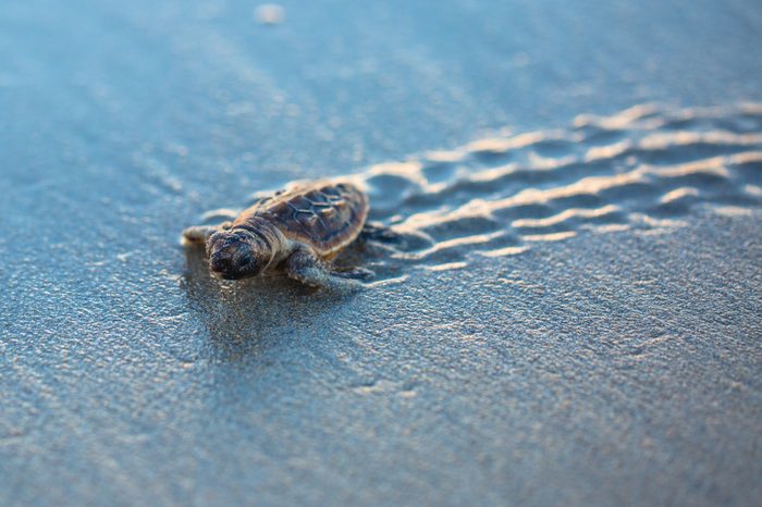 Baby Sea Turtle Tracks at Sunrise