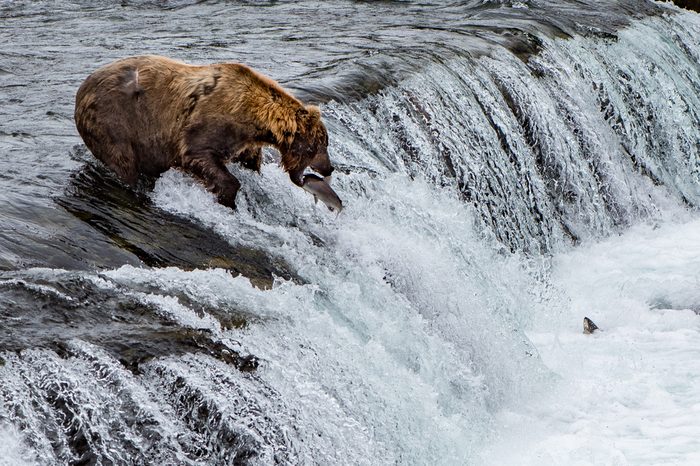 Bear catching fish