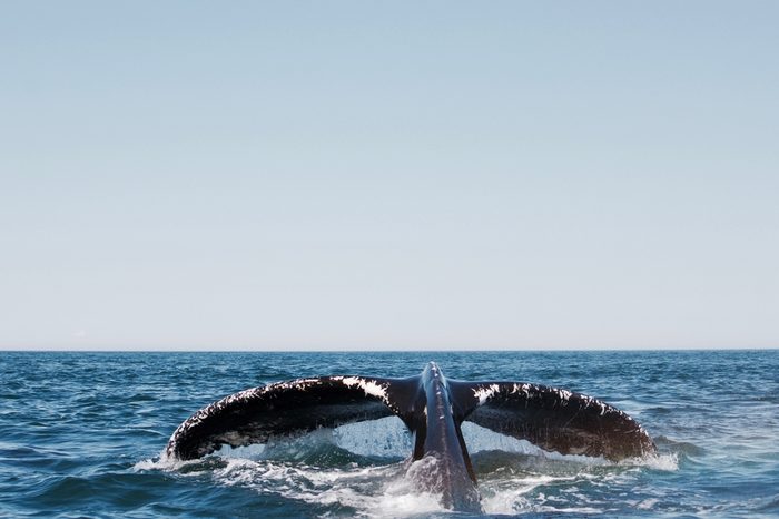 Whale watching