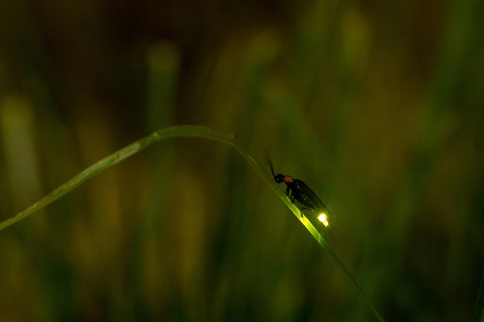 Night firefly light