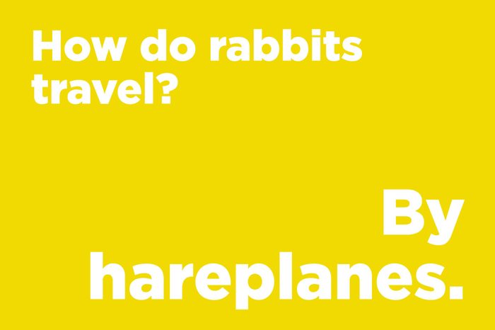 rabbits travel