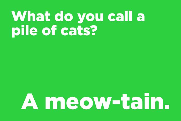 pile of cats