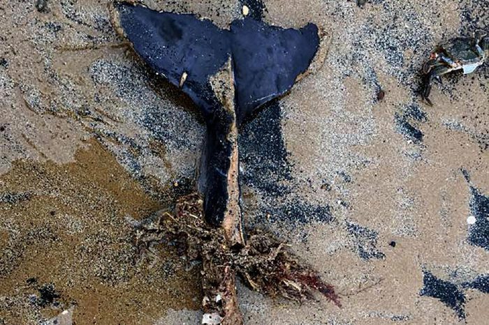 Devastating scenes show millions of sea creatures from fish to lobsters & Crabs washed up on beaches in East Yorkshire caused by high tides and gale force winds from Storm Emma