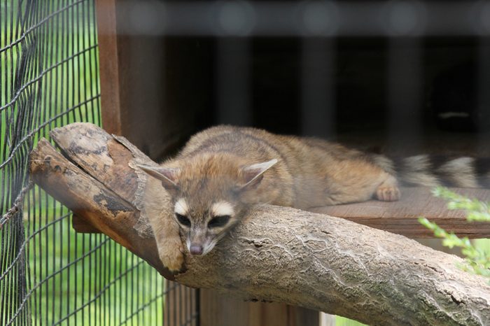 Ringtail Cat Happy