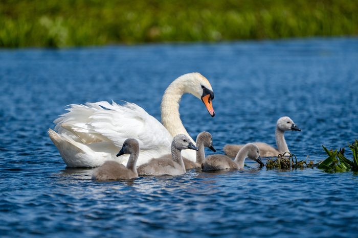 Danube Delta Mute Swan and Cygnets