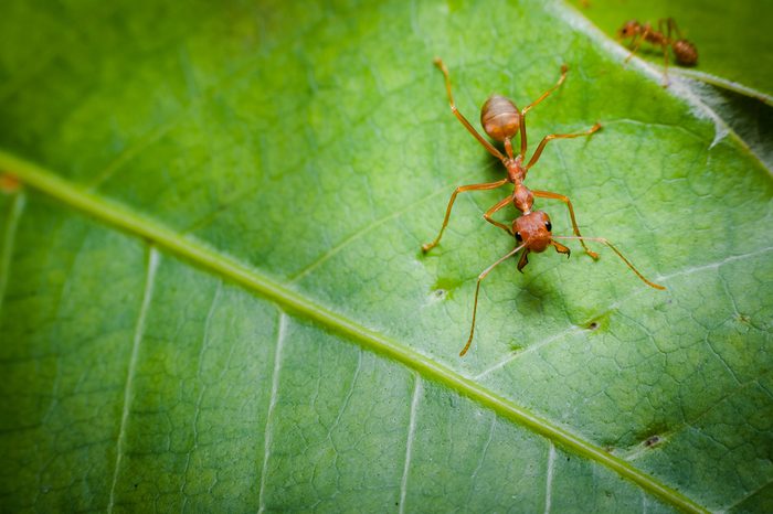 ant