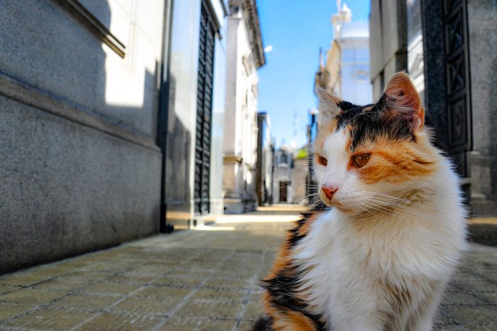 Feral Cat at Recoleta Cemetery