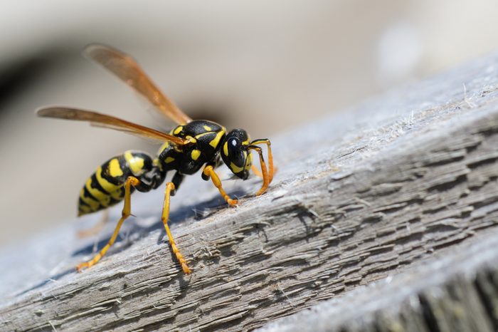 Wasp, wasp on wood,