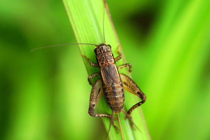 Cricket on green leaf