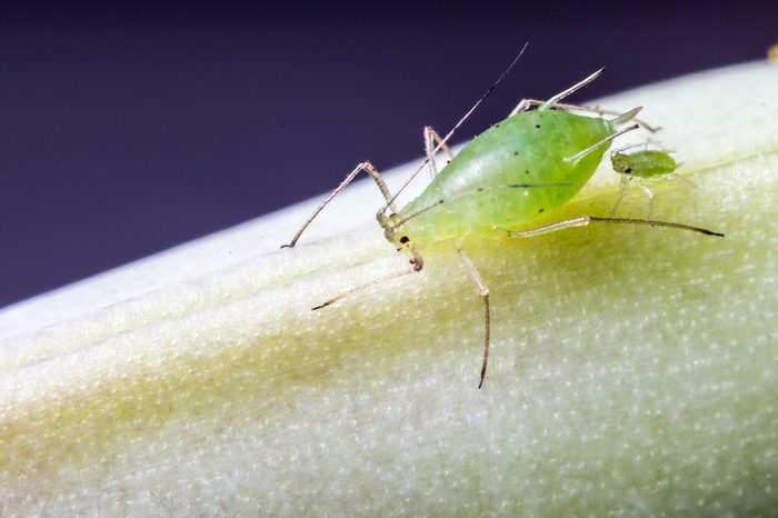Female aphid with new baby nymph