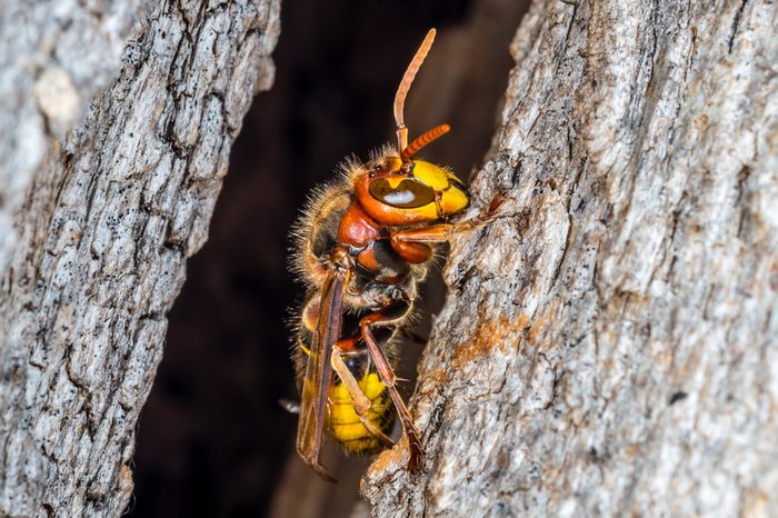 Hornets nest entrance